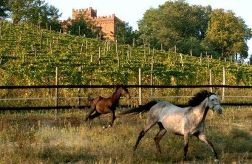 La Cascina Del Castello Villa Asti Bagian luar foto