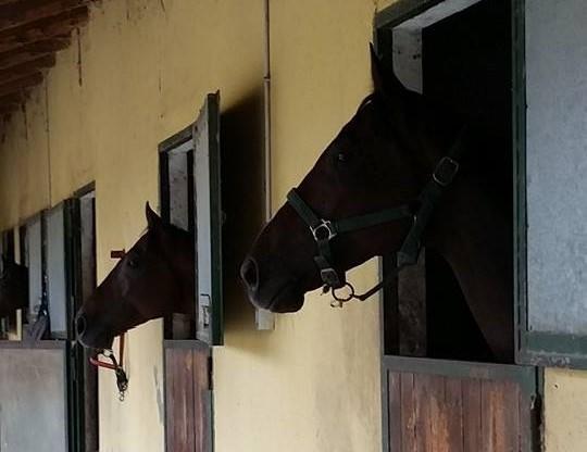 La Cascina Del Castello Villa Asti Bagian luar foto